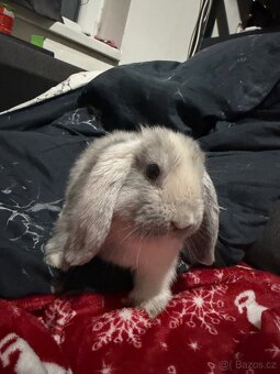 Minilop holčička - 9