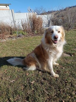 Border Kolie bez PP - 9