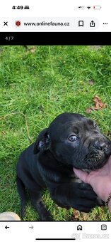 Cane corso bez pp - 9