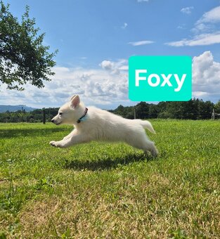 Fenečka Bílý švýcarský ovčák - 9