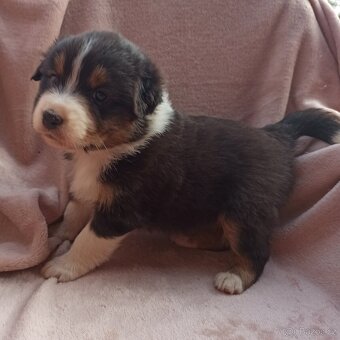 Australský ovčák štěňátka s PP - 9