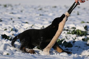 Německý ovčák s PP - štěňata k odběru - 9