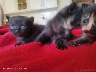 Britská koťátka - 9