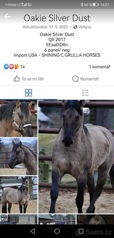 Americký paint horse 🐎 roční hřebeček - 9