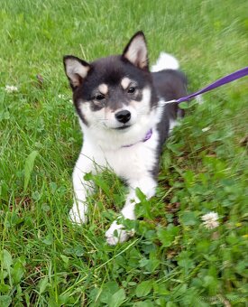 Shiba inu, štěňátko, fenečka. - 9