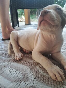 American Bully XL ŠTĚŇATA K ODBĚRU - 9