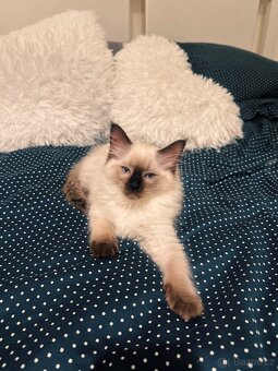 PRODEJ KOT’AT RAGDOLL 🎄💫 - 9