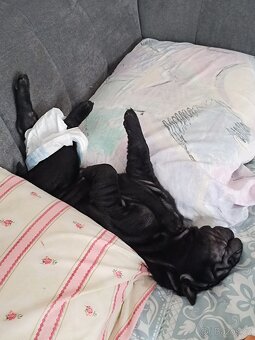 Šarpej 3 měsíce. - 9