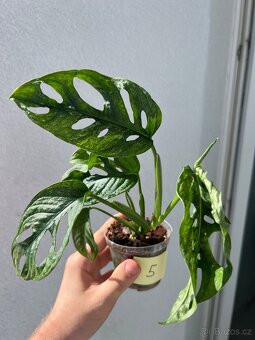 Monstera Adansonii Albo/Variegata a Mint - 9