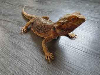 Agama Vousatá samec - 9