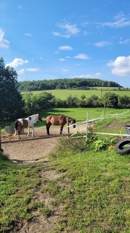 Ustájení Praha-západ - 9