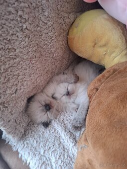 Ragdoll koťátka bez PP - 9