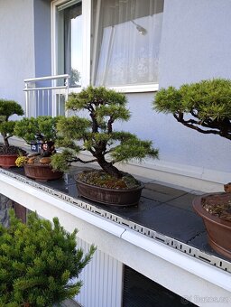 Borovice lesní (Pinus sylvestris) bonsai - 9