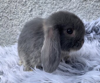 ❤️❤️Minilop Kralicek Beránek mimi k rezervaci - 9