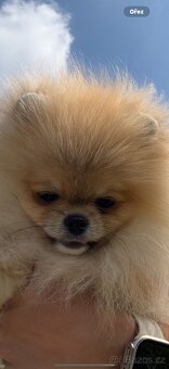 POMERANIAN S PP FCI - z Malebného povltaví - 9