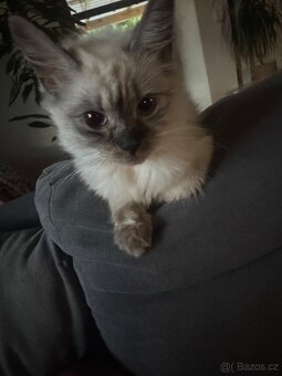 Kocourek - kříženec Ragdoll a Evropské kočky - 9