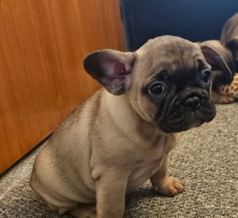 Francouzský buldoček - 9