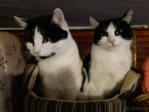 Dvě kočičky- ROZÁRKA a MACINKA  hledají společný domov - 9