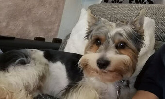 Shanim Jorkšírský teriér, Biewer terrier kluk s i bez PP - 9