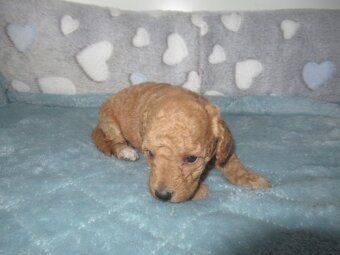 Maltipoo štěňátka - 9
