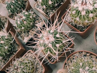 Kaktusy 🌵 - 9