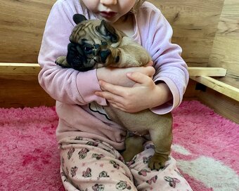 TOP francouzský buldoček s PP FCI - 9