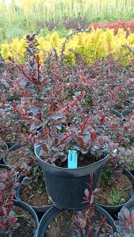 Dřišťál Berberis thunbergii, julianae, ottawensis - 9