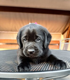 IHNED K ODBĚRU Labradorský Retriever s PP - 9