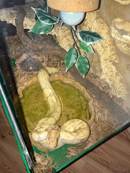 Krajta královská - 9