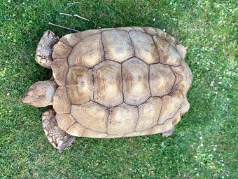 ‼️ Želva ostruhatá (Centrochelys sulcata) ‼️ - 9