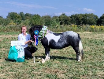 Klisna shetland pony - 9