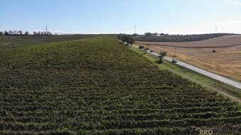 Prodej vinohradu 11340 m2 Čejkovice, Vinohrad 11340 m2 Čejk - 9