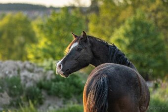 Valach Welsh Cob 3,5 roku - 9