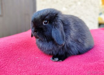 Zakrslý beránek, králíček, králík - ELLA - 9
