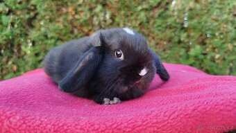 Zakrslý beránek, králíček, králík - DENIS - 9