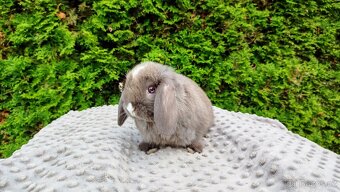 Zakrslý beránek, králíček, králík - ŇUFÍK - 9
