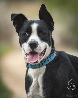 Kříženec molose - 9