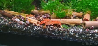 Cambarellus patzcuarensis var. Orange (CPO) - 9