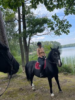 Chovná kobylka Sliezsky teplokrvník - 9