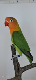 Agapornis fisheri s dna - 9