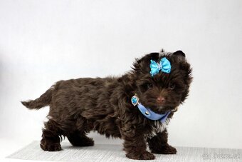 jorkšírský terrier s PP - 9