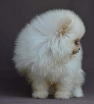 Pomeranian - 9