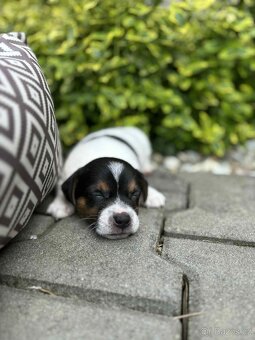 Jack Russell teriéra - 9