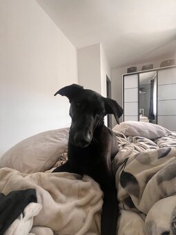 Adopce - 9