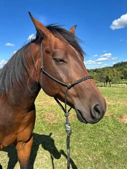 Valach QH 4,5 roku - 9