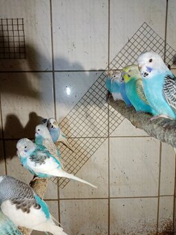 Andulka - andulky - 9