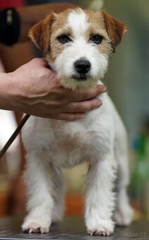 Jack Russell teriér – 4 fenky + 2 pejsci s PP k rezervaci - 9