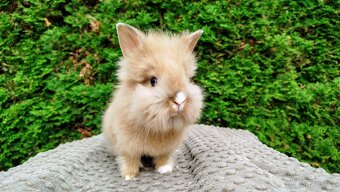 Zakrslý králík, králíček -(lvíček)-TESSIE - 9