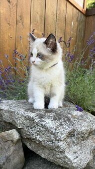 Kocourek plemene Ragdoll - 9
