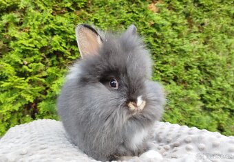 Zakrslý králík, králíček -(lvíček)-TOMMY - 9